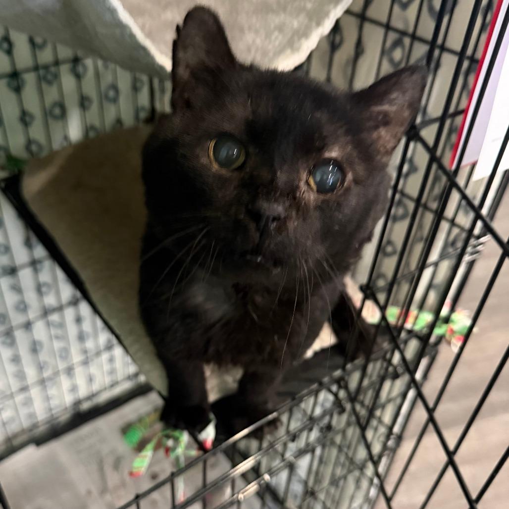 Enlarge Tennessee (aka 10C), a Adoptable Domestic Short Hair in Marion, VA image 3/5
