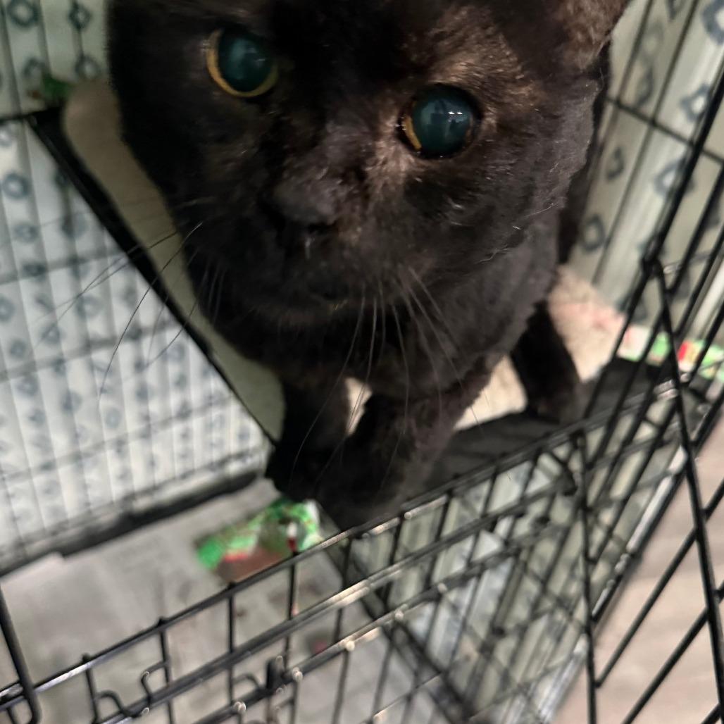 Enlarge Tennessee (aka 10C), a Adoptable Domestic Short Hair in Marion, VA image 4/5