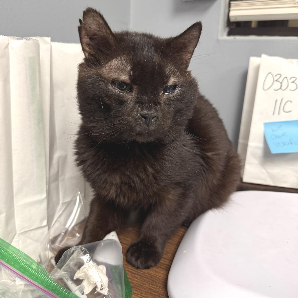 Enlarge Tennessee (aka 10C), a Adoptable Domestic Short Hair in Marion, VA image 5/5