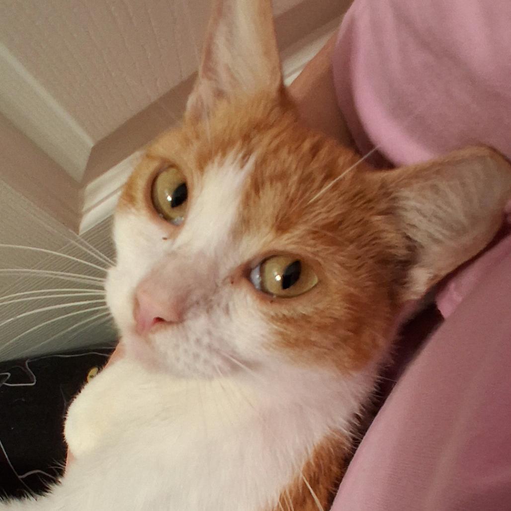 Calypso Dodd, Adoptable, Adult Female Domestic Short Hair.