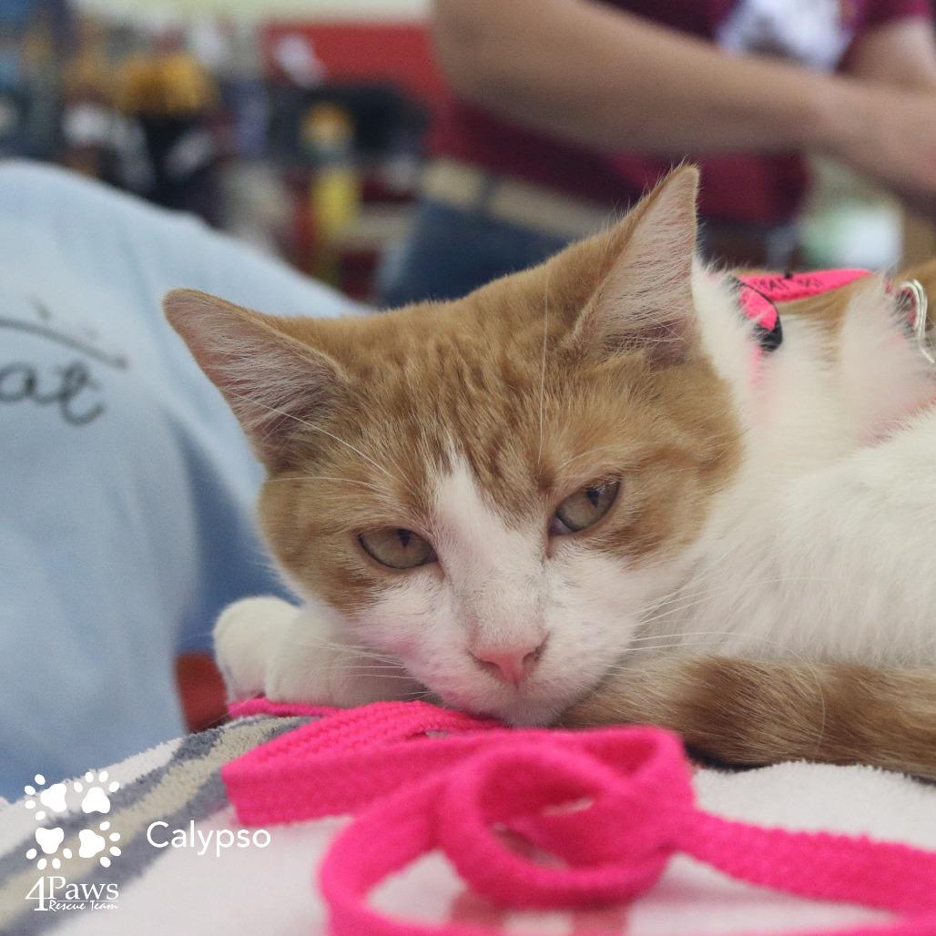 Enlarge Calypso Dodd, a Adoptable Domestic Short Hair in Merrifield, VA image 2/6