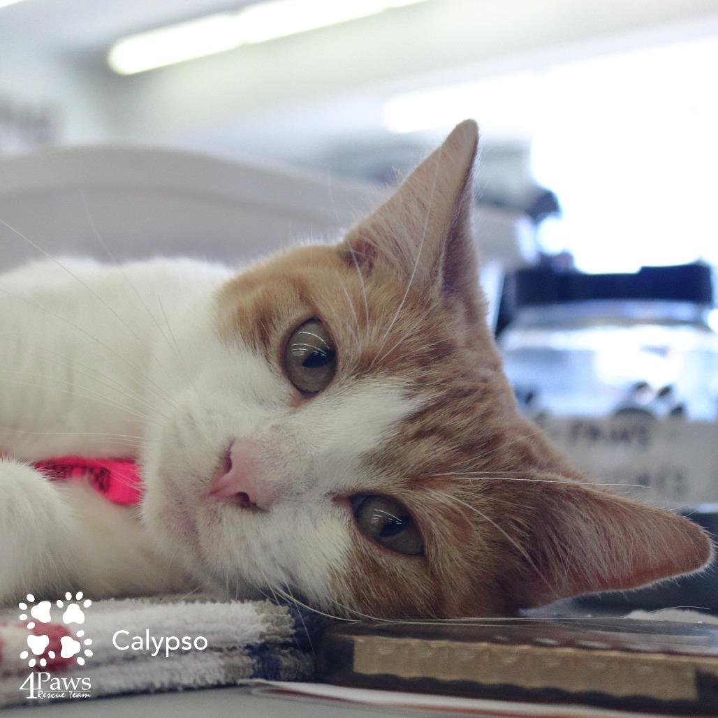 Calypso Dodd, a Adoptable Domestic Short Hair in Merrifield, VA image 3/6