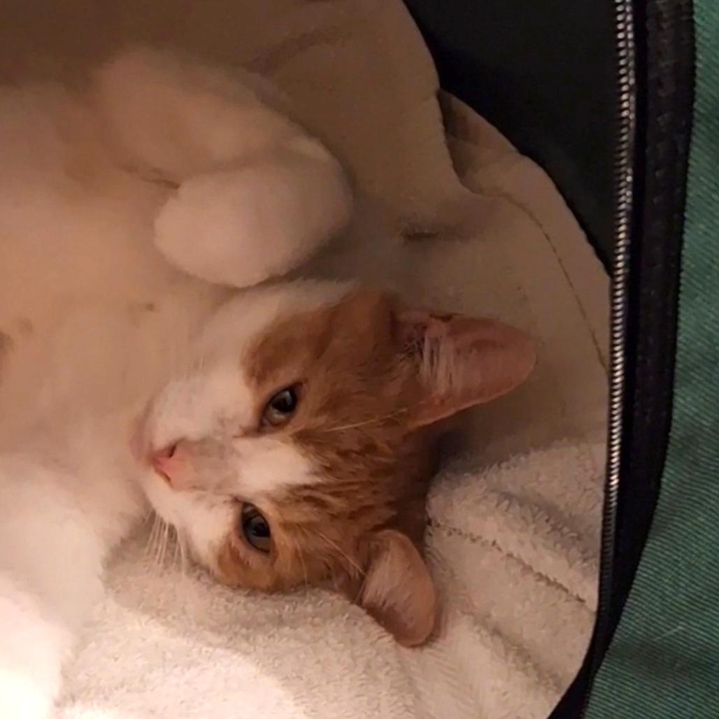 Enlarge Calypso Dodd, a Adoptable Domestic Short Hair in Merrifield, VA image 3/6