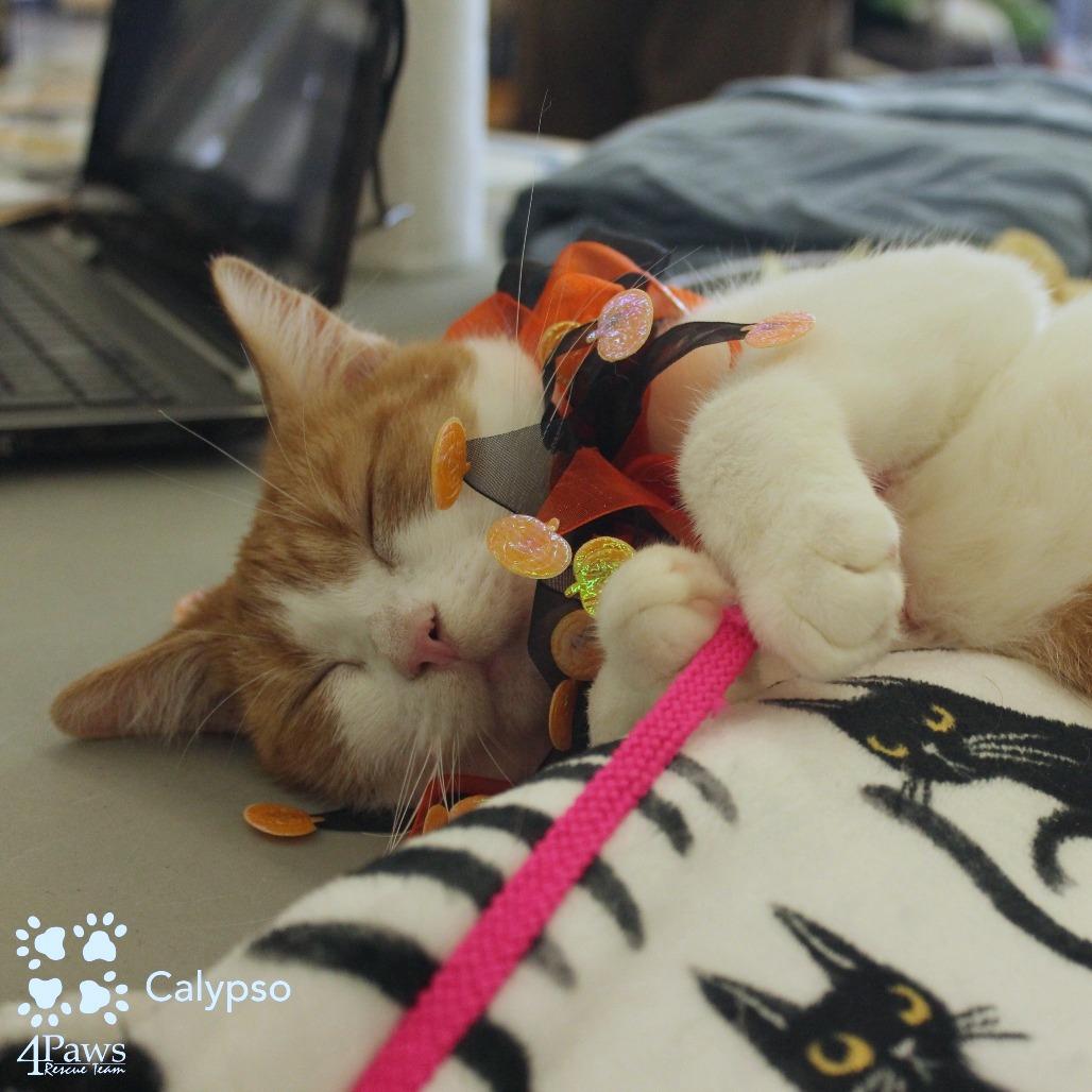 Enlarge Calypso Dodd, a Adoptable Domestic Short Hair in Merrifield, VA image 4/6