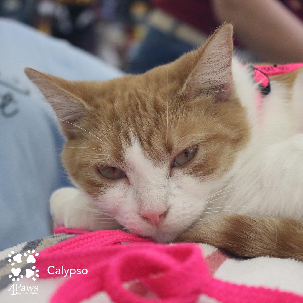 Enlarge Calypso Dodd, a Adoptable Domestic Short Hair in Merrifield, VA image 6/6