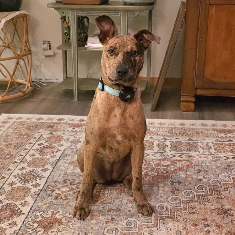 Enlarge Uma, a Adoptable mixed breed in Alma, WI image 3/5