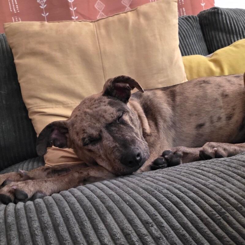 Enlarge Uma, a Adoptable mixed breed in Alma, WI image 5/5