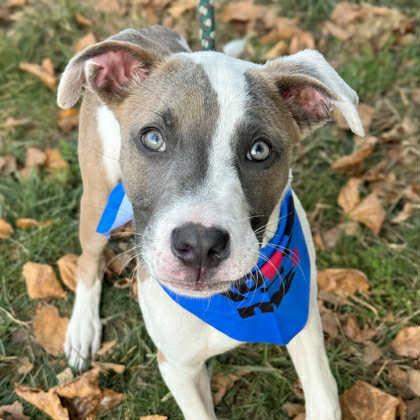 Phineas, a Adoptable Mixed Breed in Indianapolis, IN image 1/4
