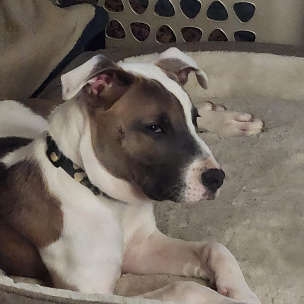 Phineas, a Adoptable Mixed Breed in Indianapolis, IN image 2/4