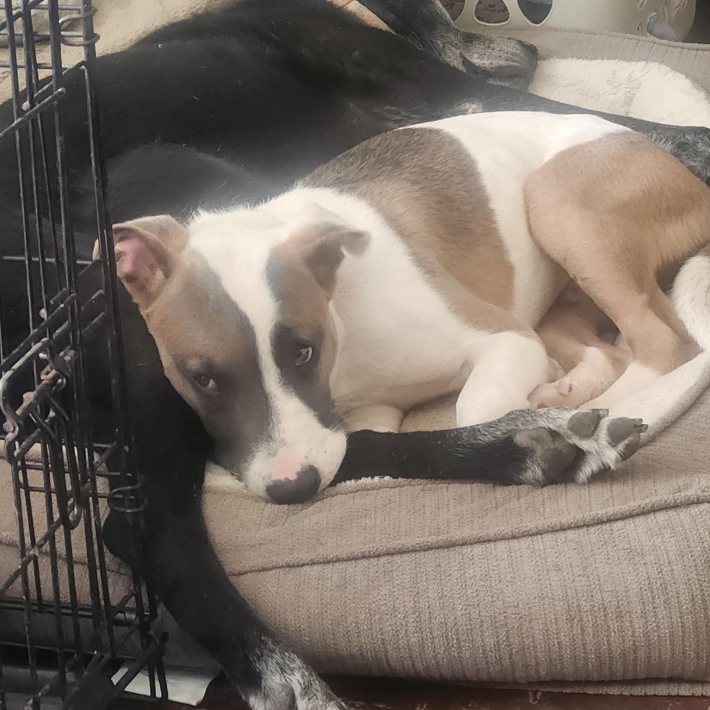 Phineas, a Adoptable Mixed Breed in Indianapolis, IN image 3/4