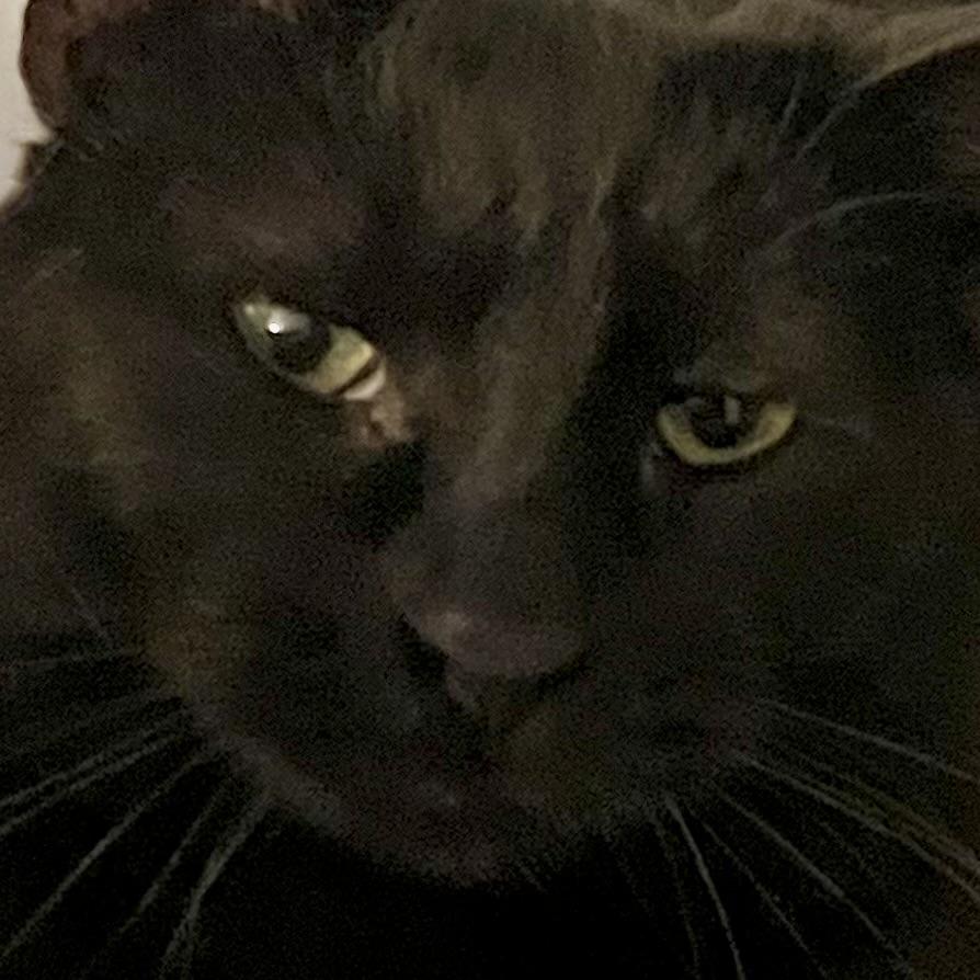 Enlarge Spot, a Adoptable Domestic Short Hair in Lake Geneva, WI image 4/4