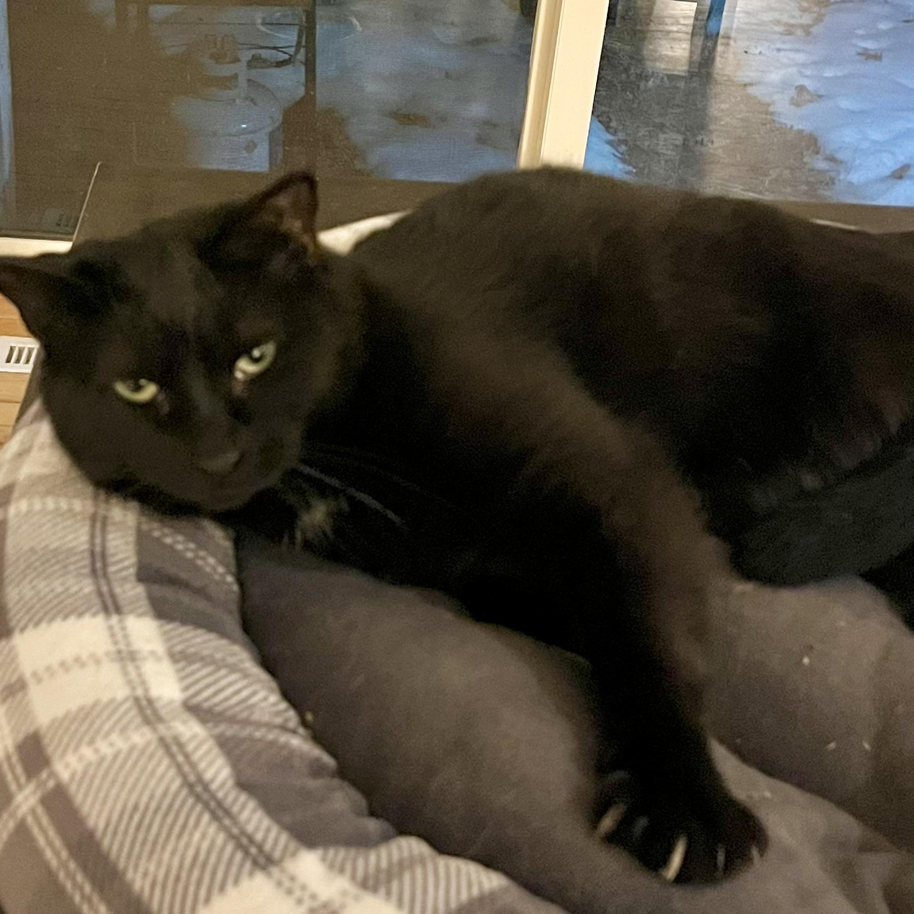 Enlarge Spot, a Adoptable Domestic Short Hair in Lake Geneva, WI image 3/4