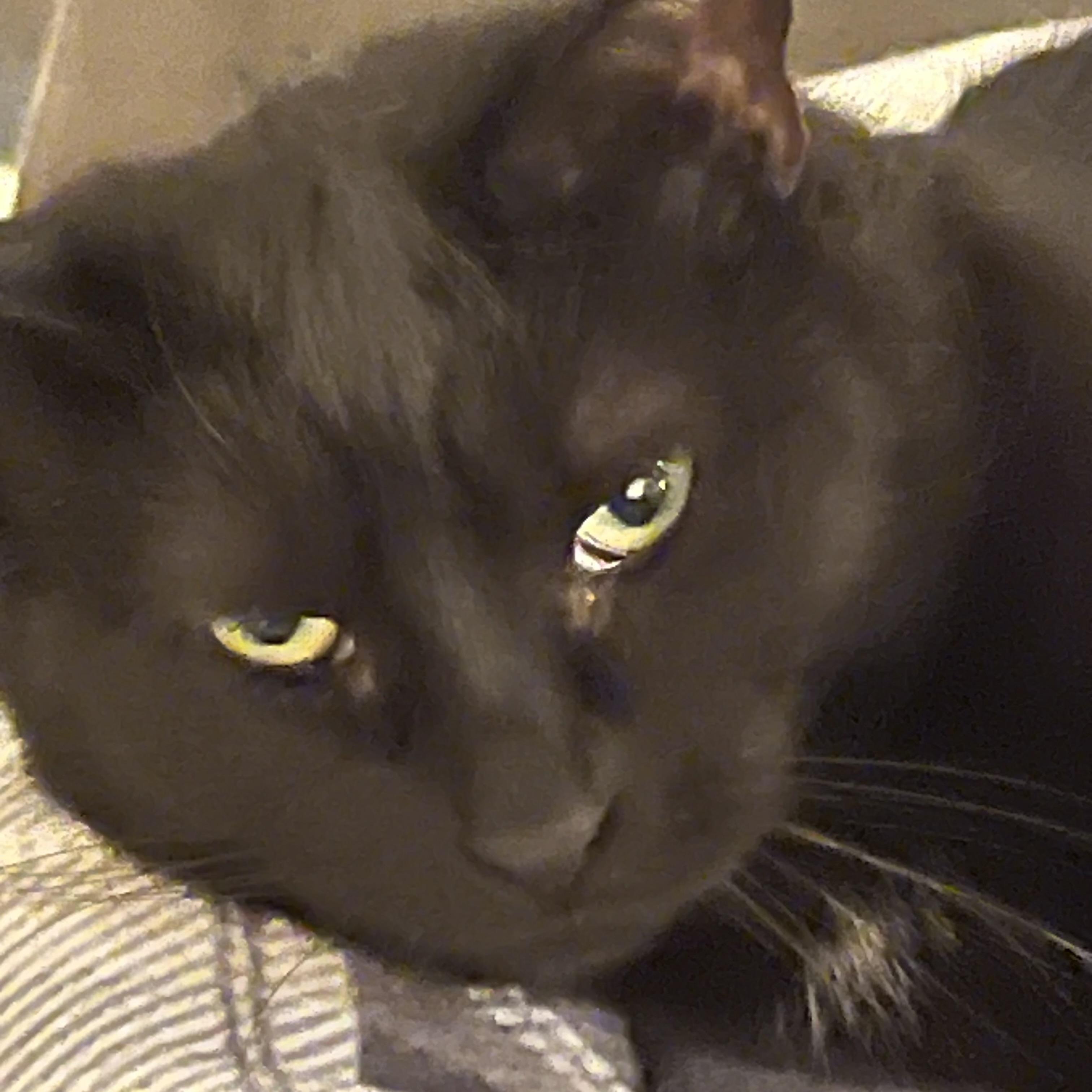 Enlarge Spot, a Adoptable Domestic Short Hair in Lake Geneva, WI image 1/4