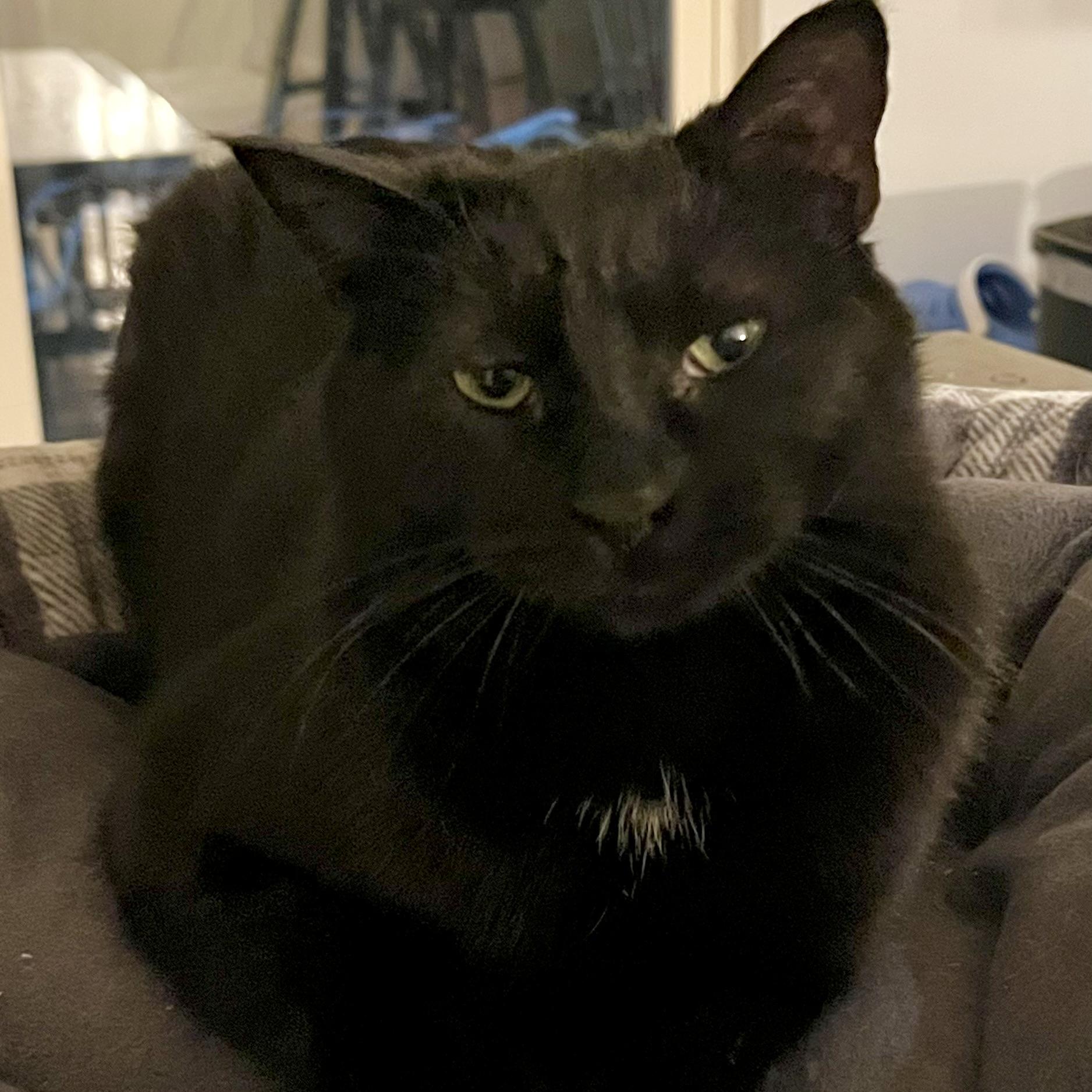 Enlarge Spot, a Adoptable Domestic Short Hair in Lake Geneva, WI image 2/4