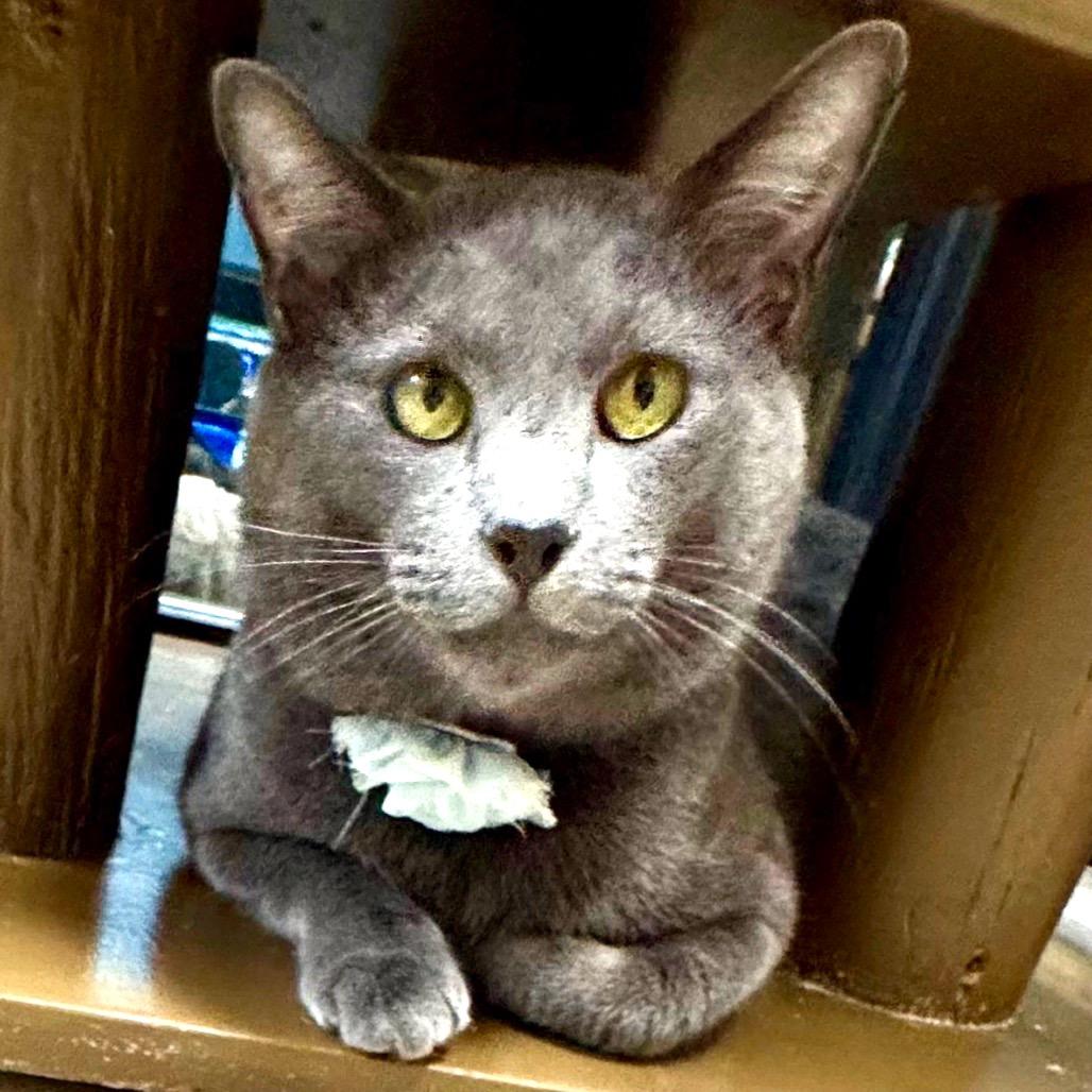 Silver Fox, Adoptable, Young Male Domestic Short Hair.