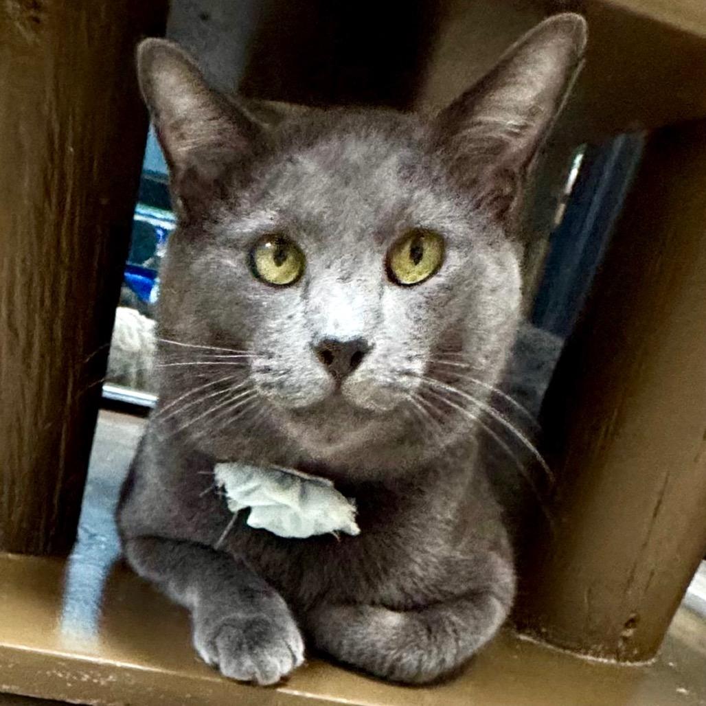 Silver Fox, Adoptable, Young Male Domestic Short Hair.