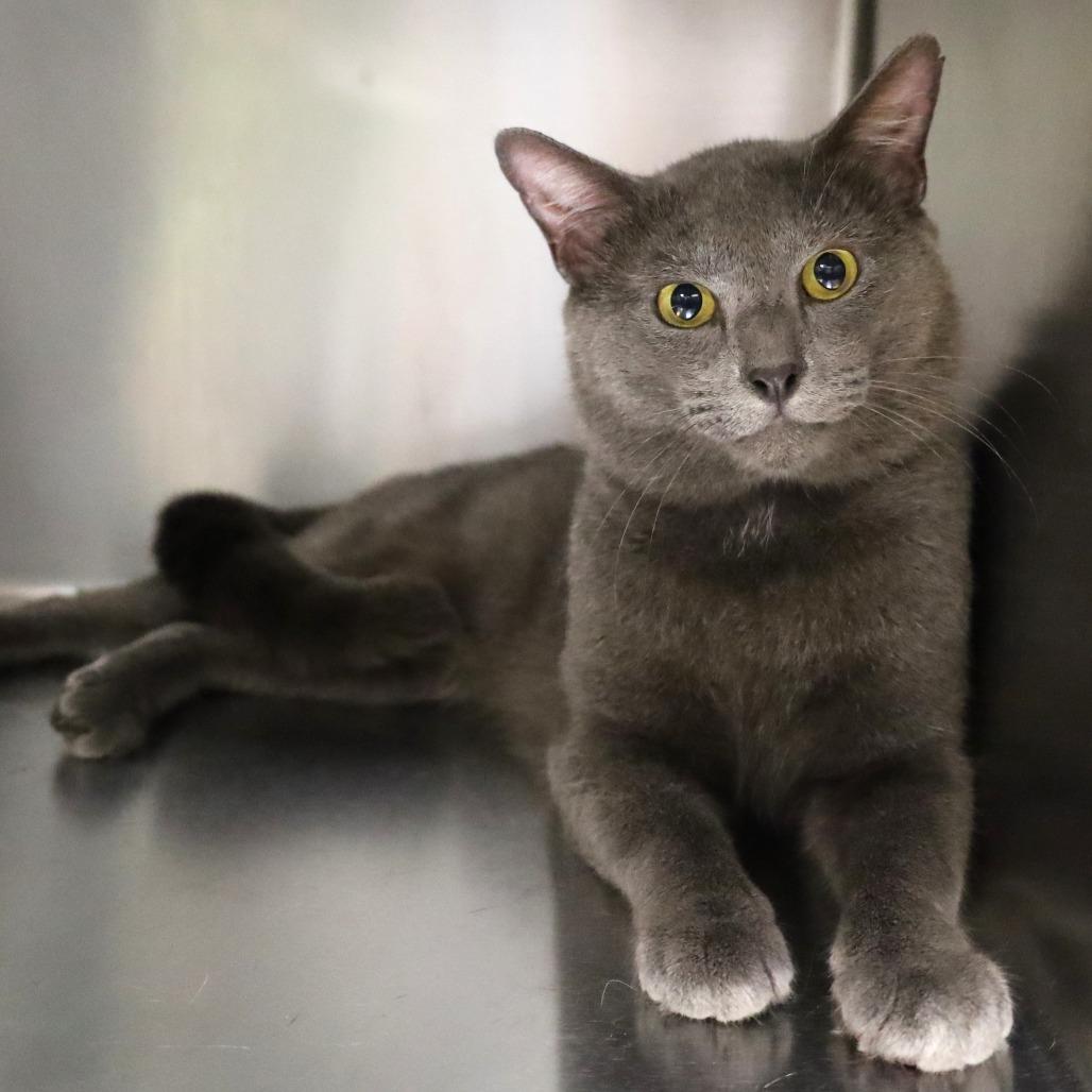 Silver Fox, a Adoptable Domestic Short Hair in Lakeland, FL image 2/3