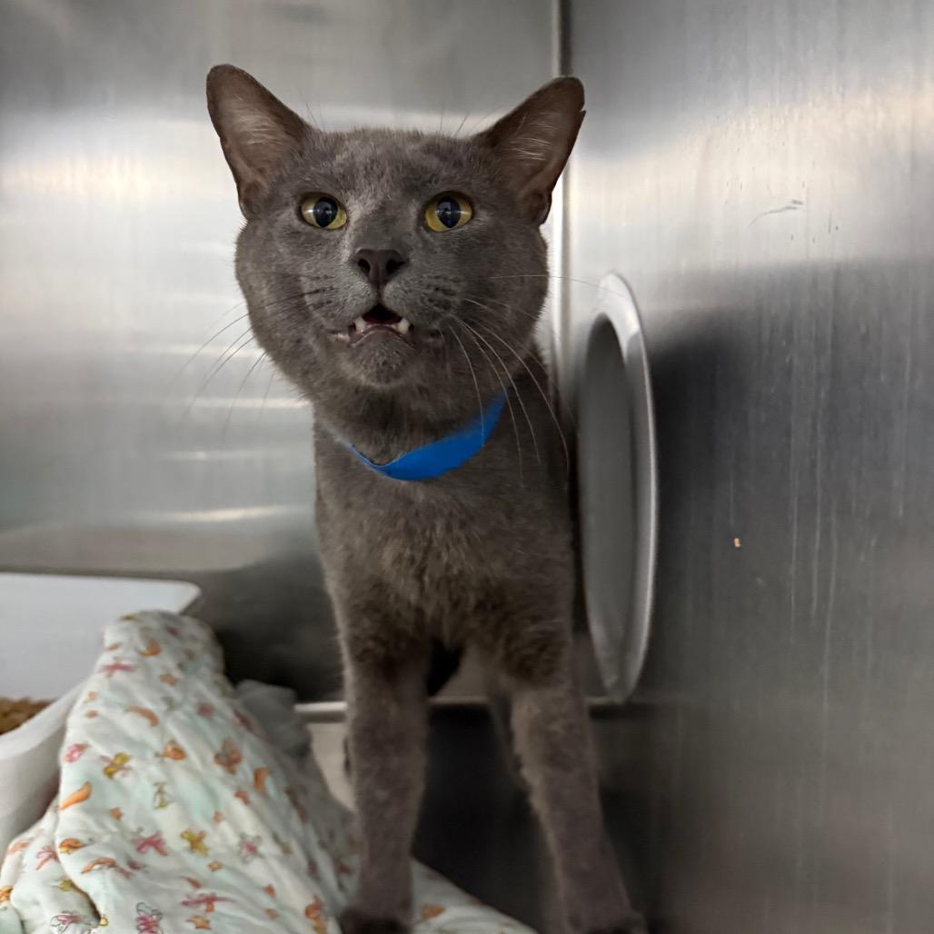 Silver Fox, a Adoptable Domestic Short Hair in Lakeland, FL image 3/3