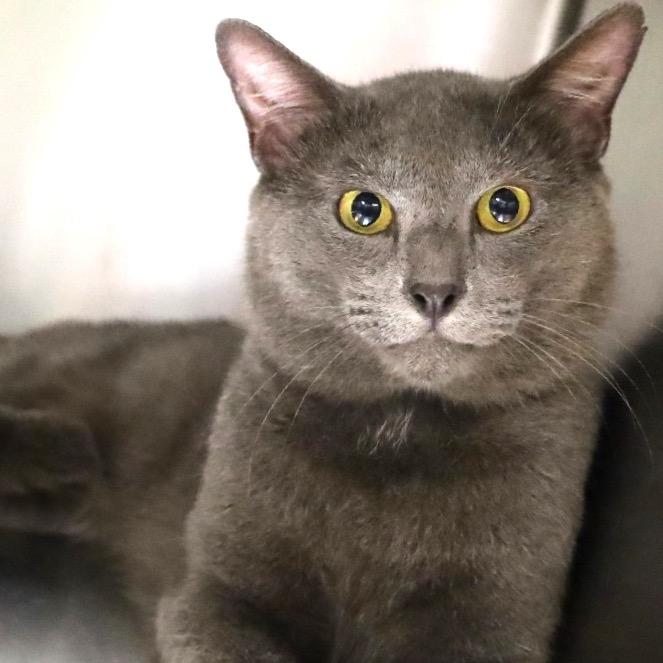 Enlarge Silver Fox, a Adoptable Domestic Short Hair in Lakeland, FL image 2/2