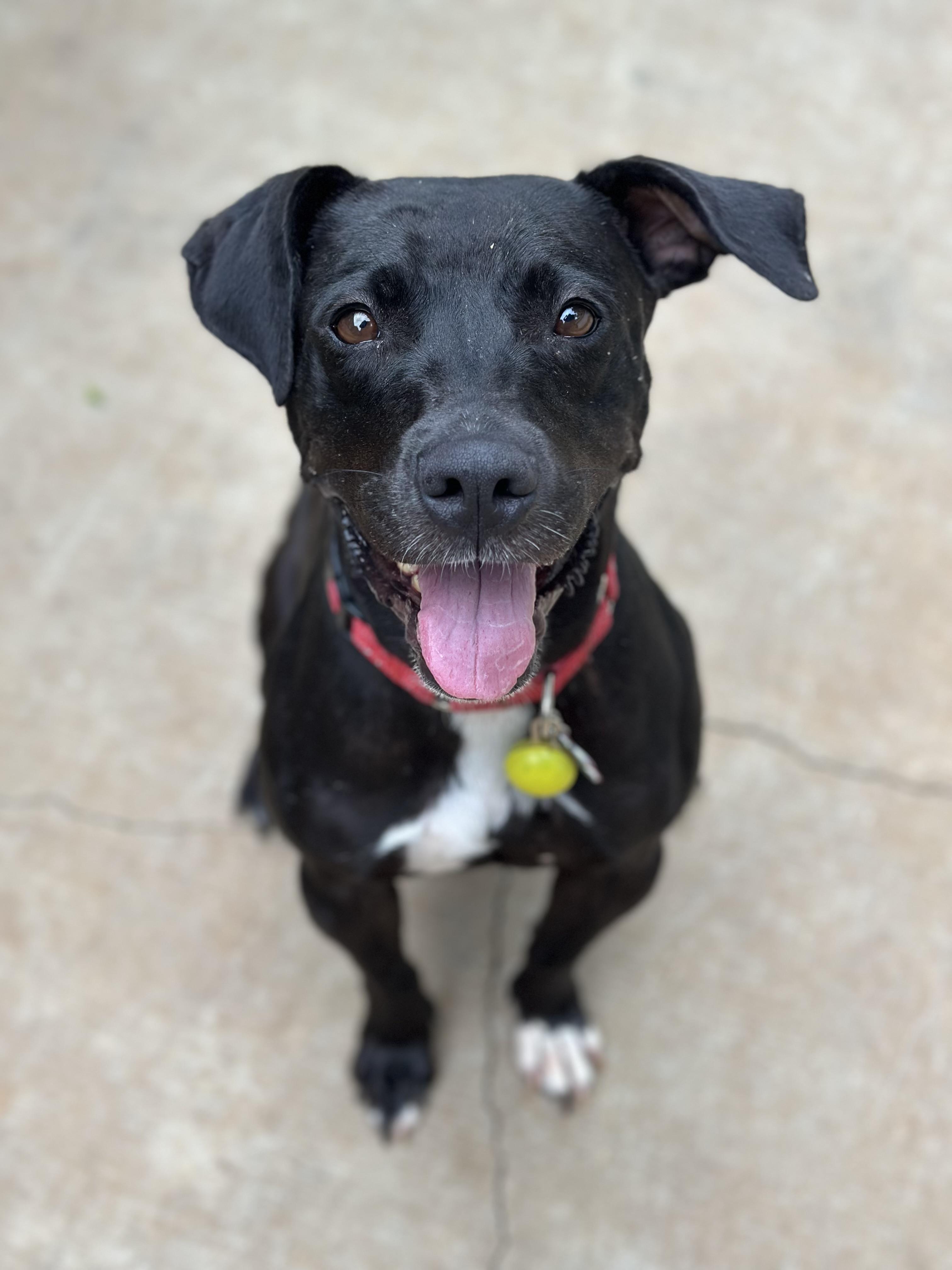 Lola, a Adoptable mixed breed in Smyrna, TN image 3/4