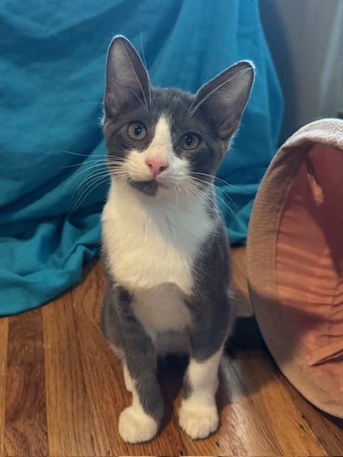 Enlarge Felix (6 months), a Adoptable Domestic Short Hair in Los Angeles, CA image 1/6