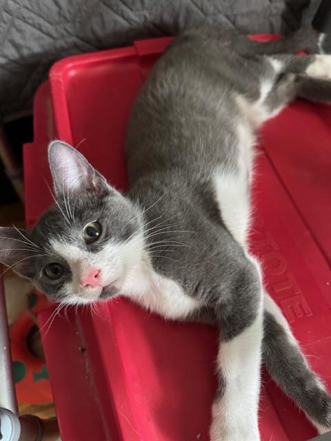 Enlarge Felix (6 months), a Adoptable Domestic Short Hair in Los Angeles, CA image 2/6