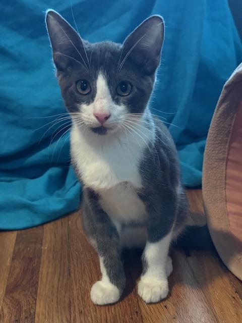 Enlarge Felix (6 months), a Adoptable Domestic Short Hair in Los Angeles, CA image 3/6