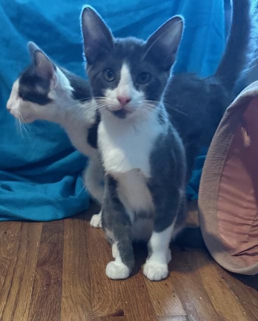 Enlarge Felix (6 months), a Adoptable Domestic Short Hair in Los Angeles, CA image 4/6