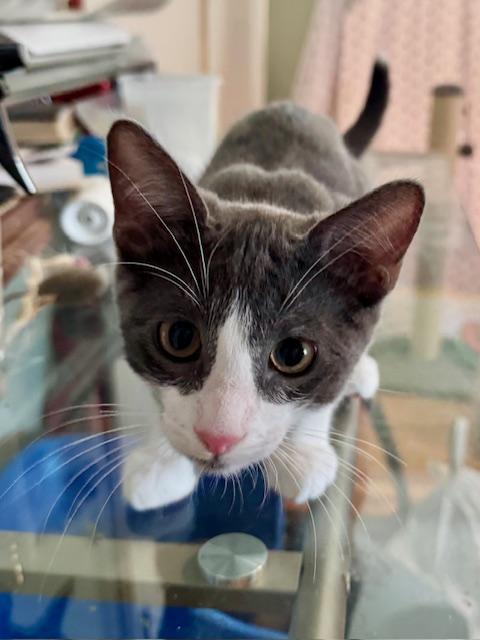 Enlarge Felix (6 months), a Adoptable Domestic Short Hair in Los Angeles, CA image 5/6