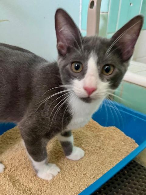 Enlarge Felix (6 months), a Adoptable Domestic Short Hair in Los Angeles, CA image 6/6