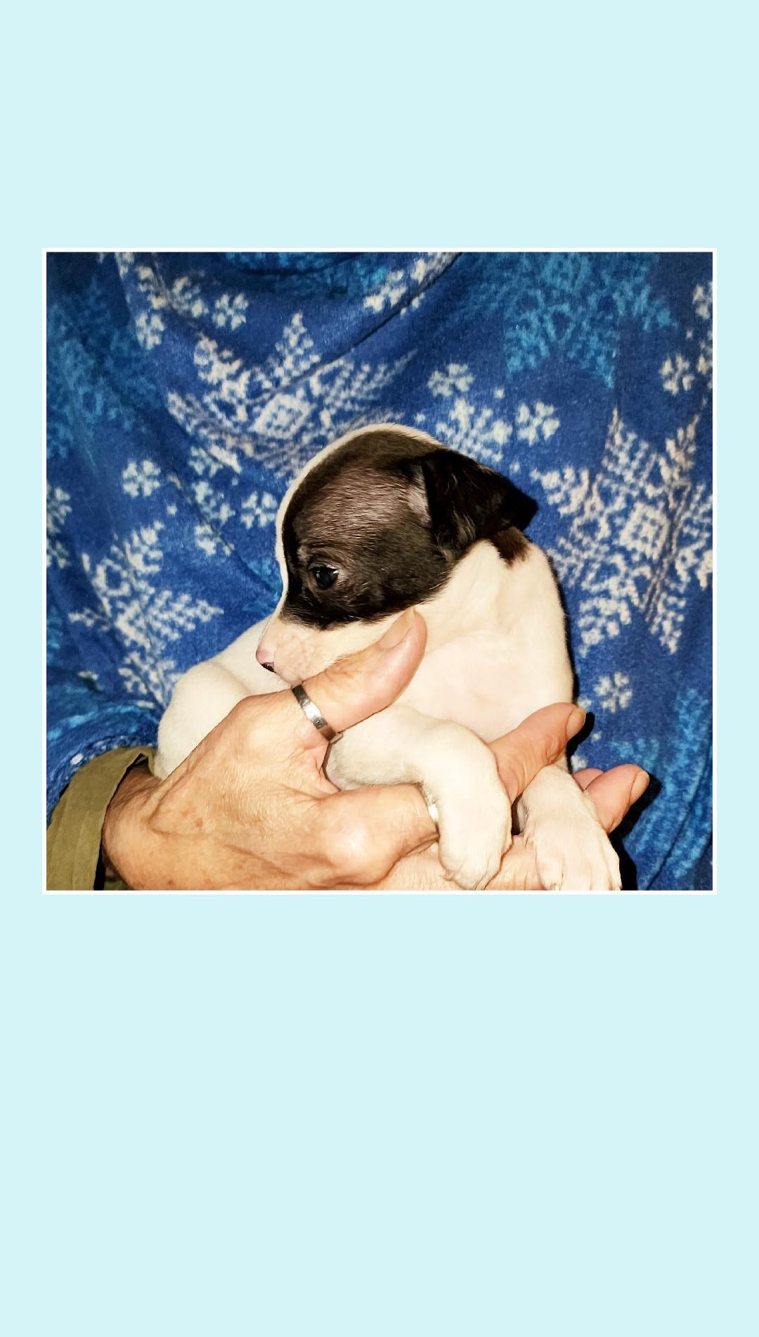 Enlarge Coke & Diet Coke TINY, a ADOPTABLE mixed breed in Lake Geneva, WI image 5/6