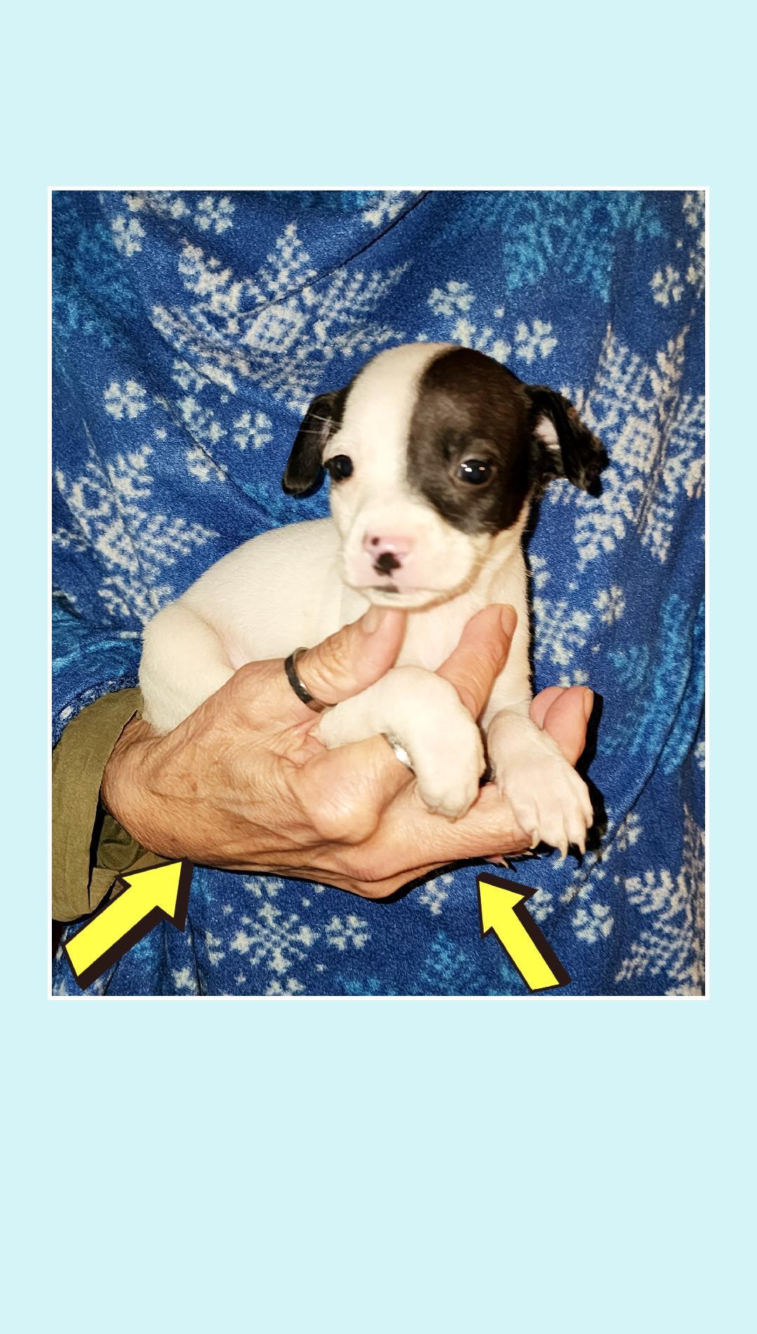 Enlarge Coke & Diet Coke TINY, a ADOPTABLE mixed breed in Lake Geneva, WI image 4/6
