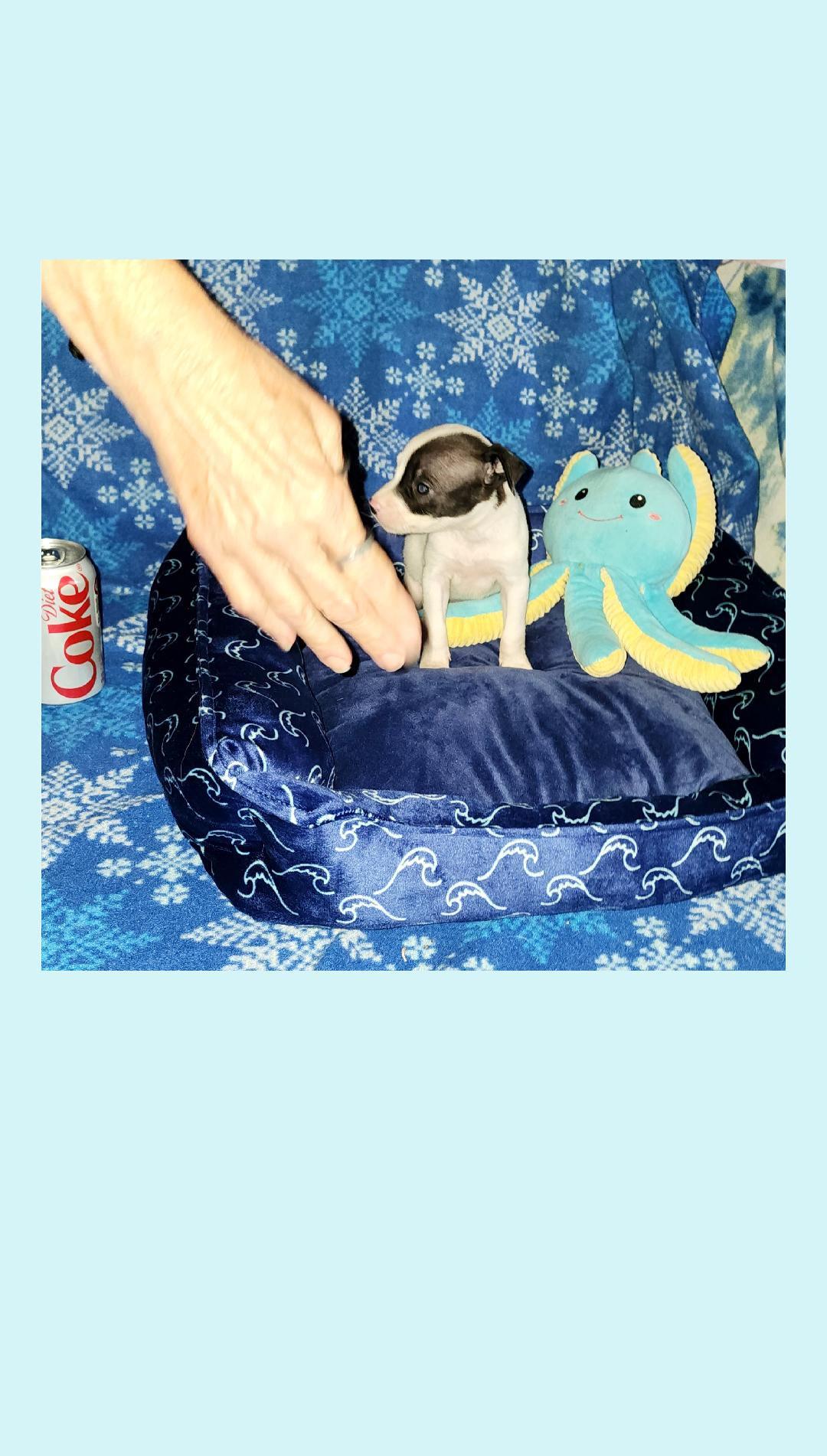 Tiny Coke & Diet Coke, ADOPTABLE, Puppy Male Chihuahua & Boston Terrier.