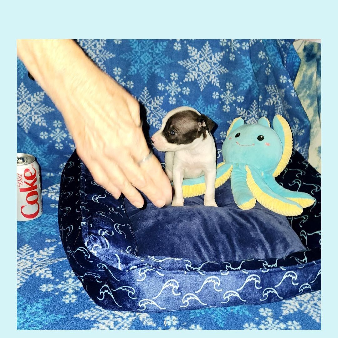 Enlarge Coke & Diet Coke TINY, a ADOPTABLE mixed breed in Lake Geneva, WI image 6/6