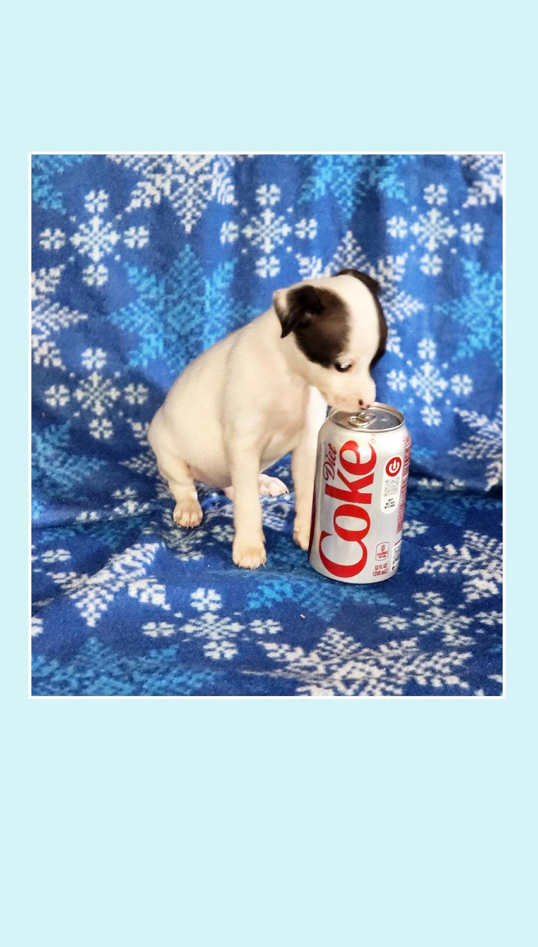Enlarge Coke & Diet Coke TINY, a ADOPTABLE mixed breed in Lake Geneva, WI image 2/6