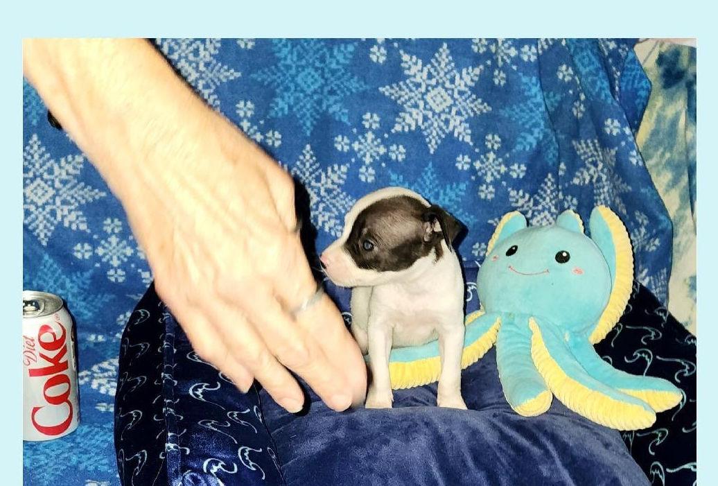 Coke & Diet Coke TINY, ADOPTABLE, Puppy Male Chihuahua & Boston Terrier.