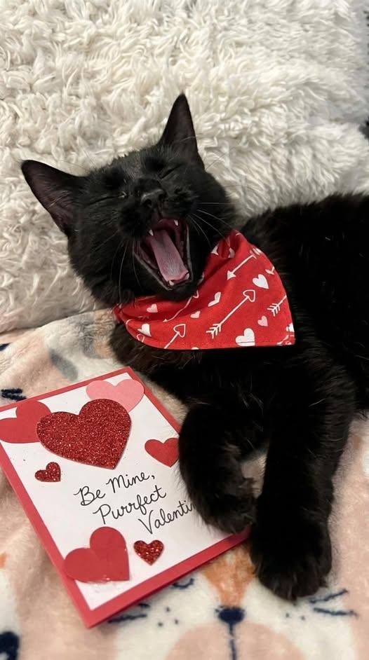 Enlarge Poe, a ADOPTABLE mixed breed in Bryson City, NC image 1/1