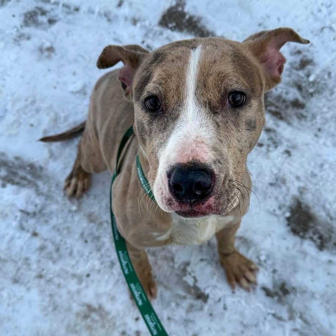 Lumi , ADOPTABLE, Young Female Mixed Breed.