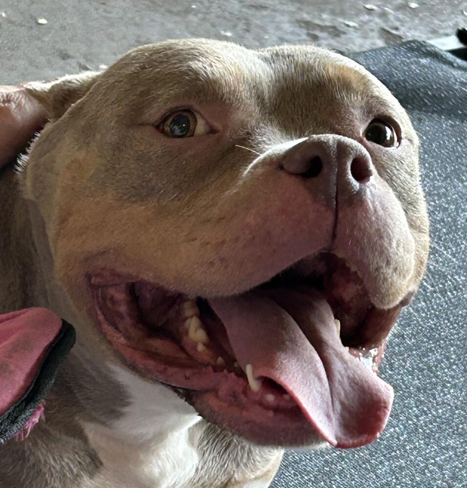 Piglet, Adoptable, Adult Female American Bully.