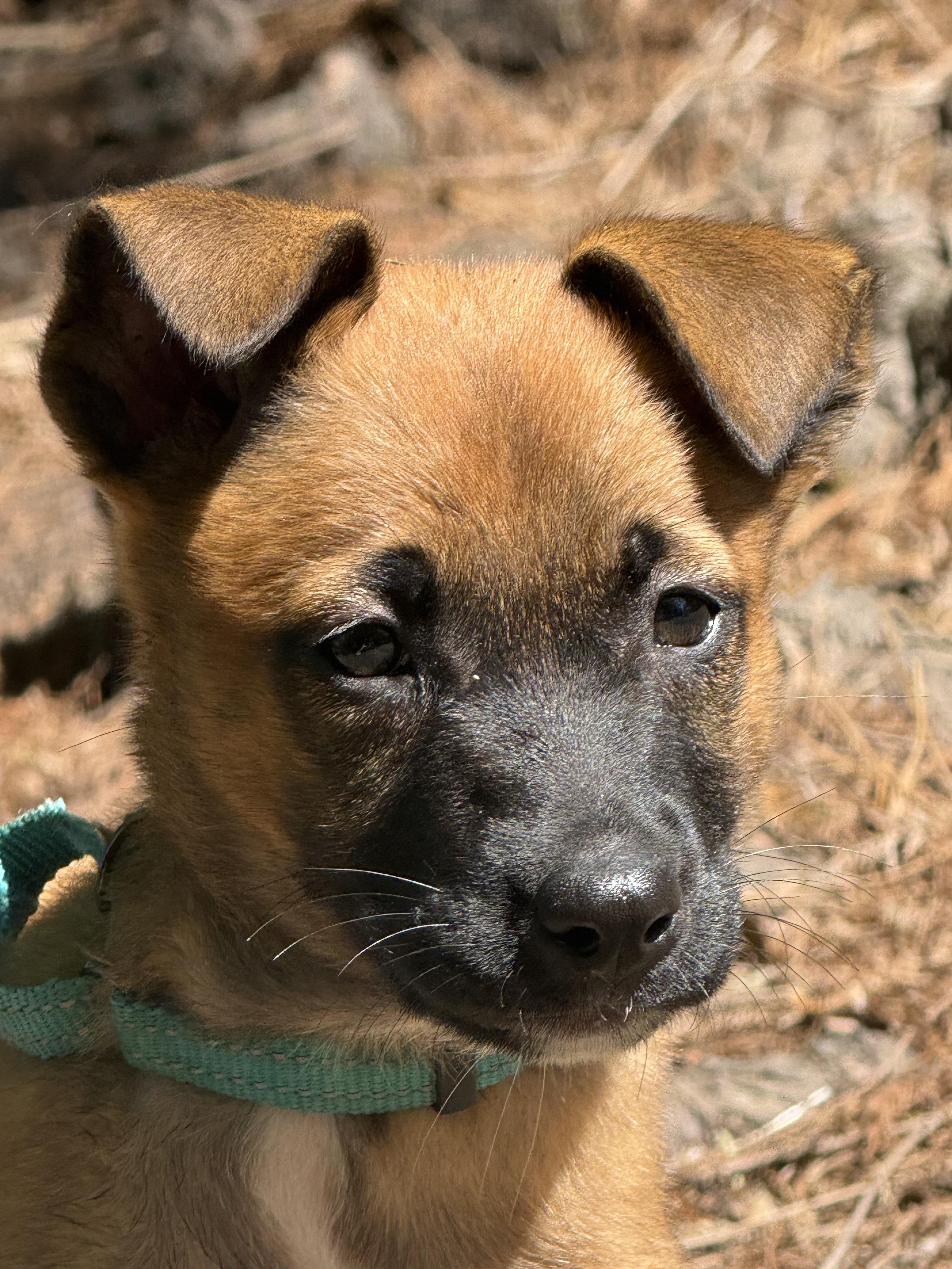 Charlotte Pearl (Adoption Pending), an adopted mixed breed in Ocean Springs, MS image 1/4
