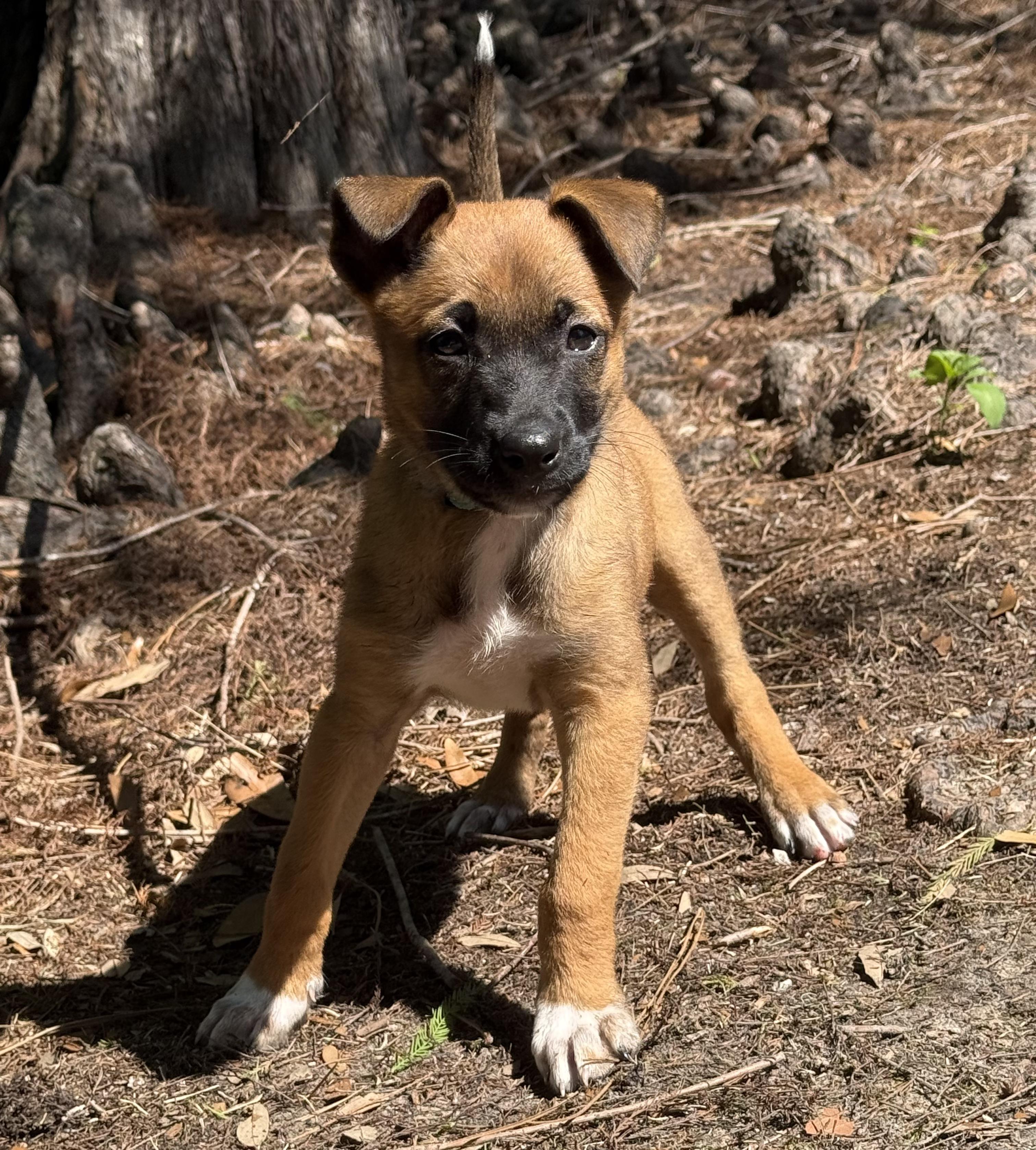 Charlotte Pearl (Adoption Pending), an adopted mixed breed in Ocean Springs, MS image 2/4