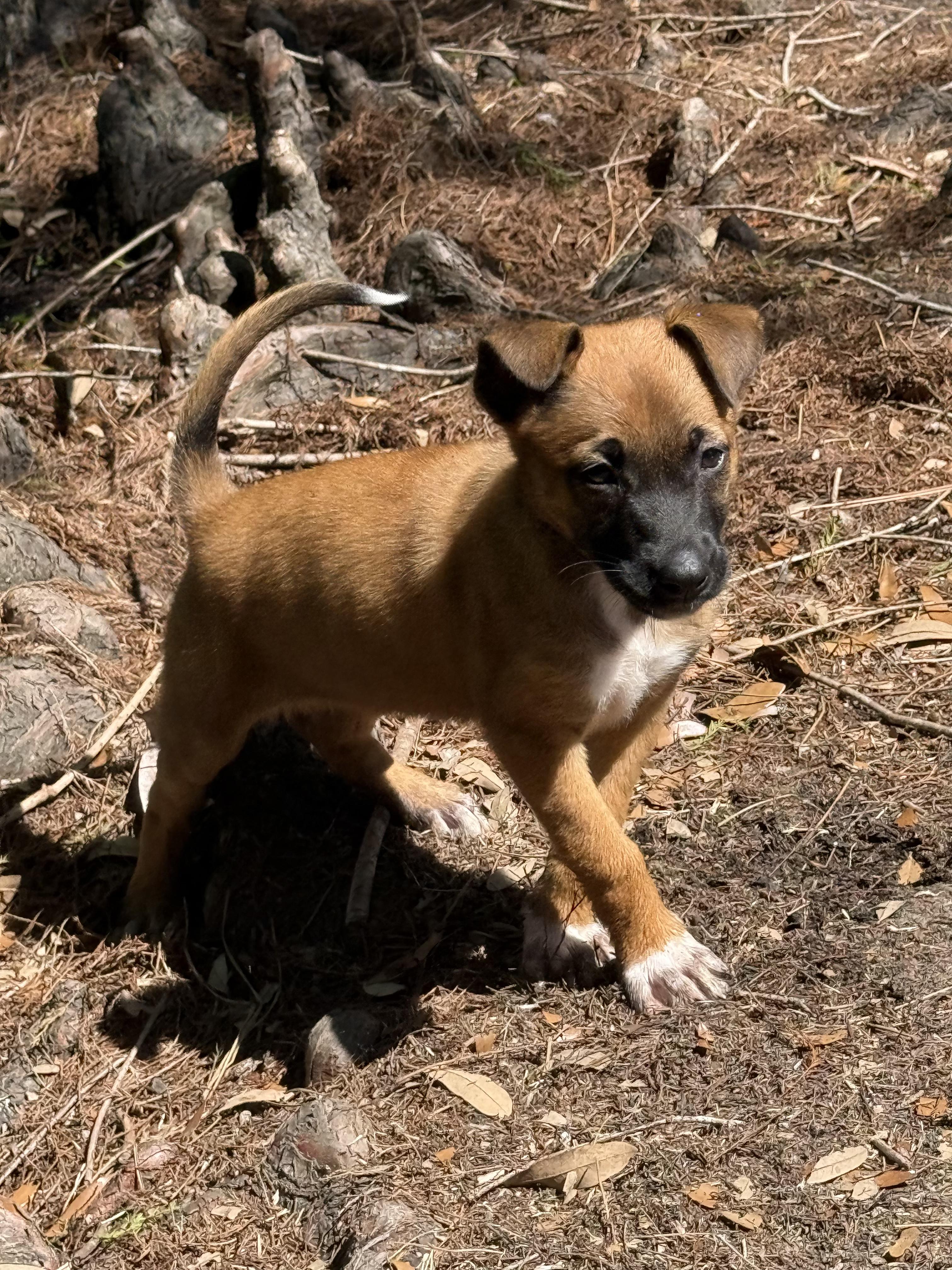 Charlotte Pearl (Adoption Pending), an adopted mixed breed in Ocean Springs, MS image 3/4
