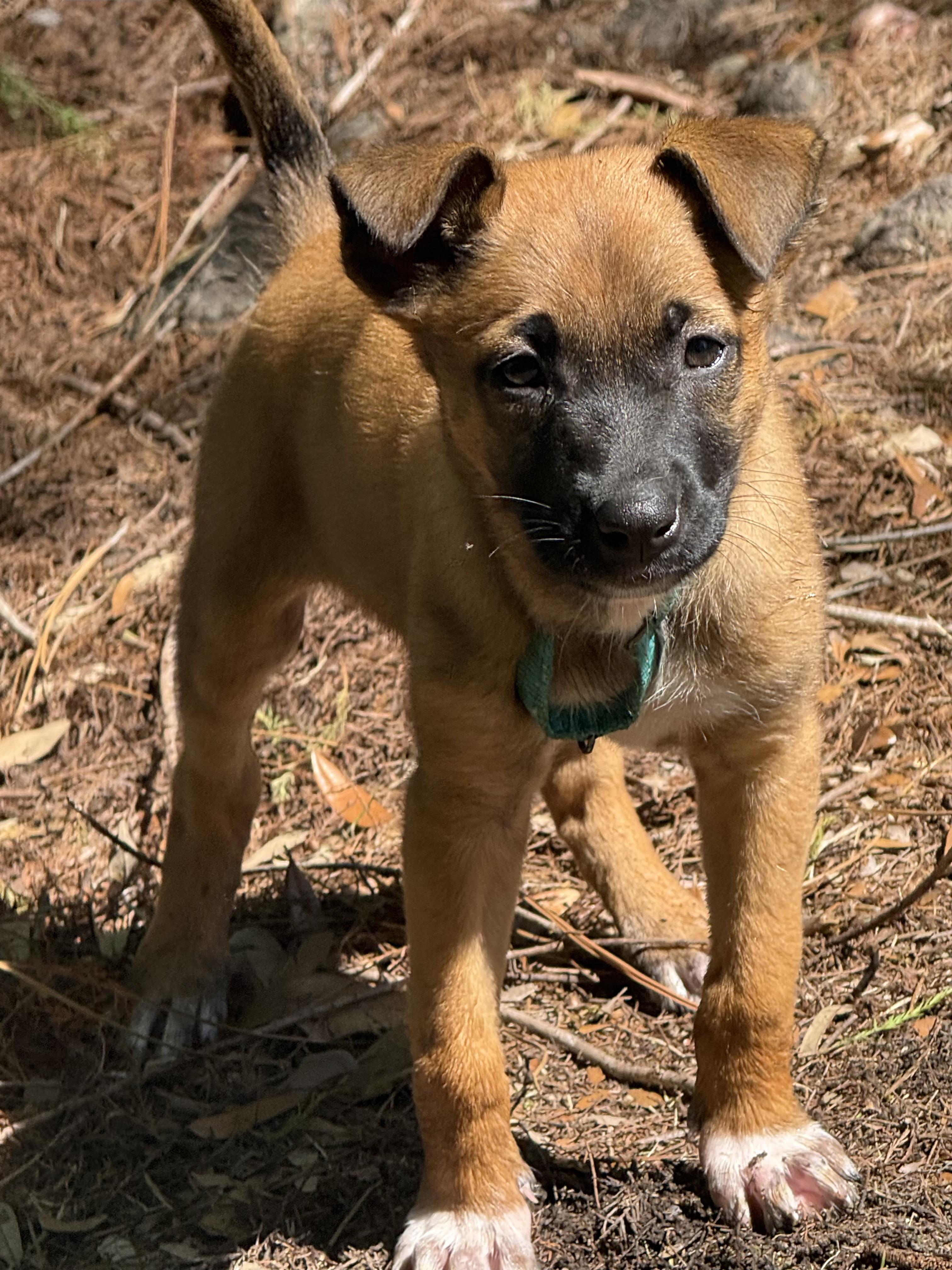 Charlotte Pearl (Adoption Pending), an adopted mixed breed in Ocean Springs, MS image 4/4