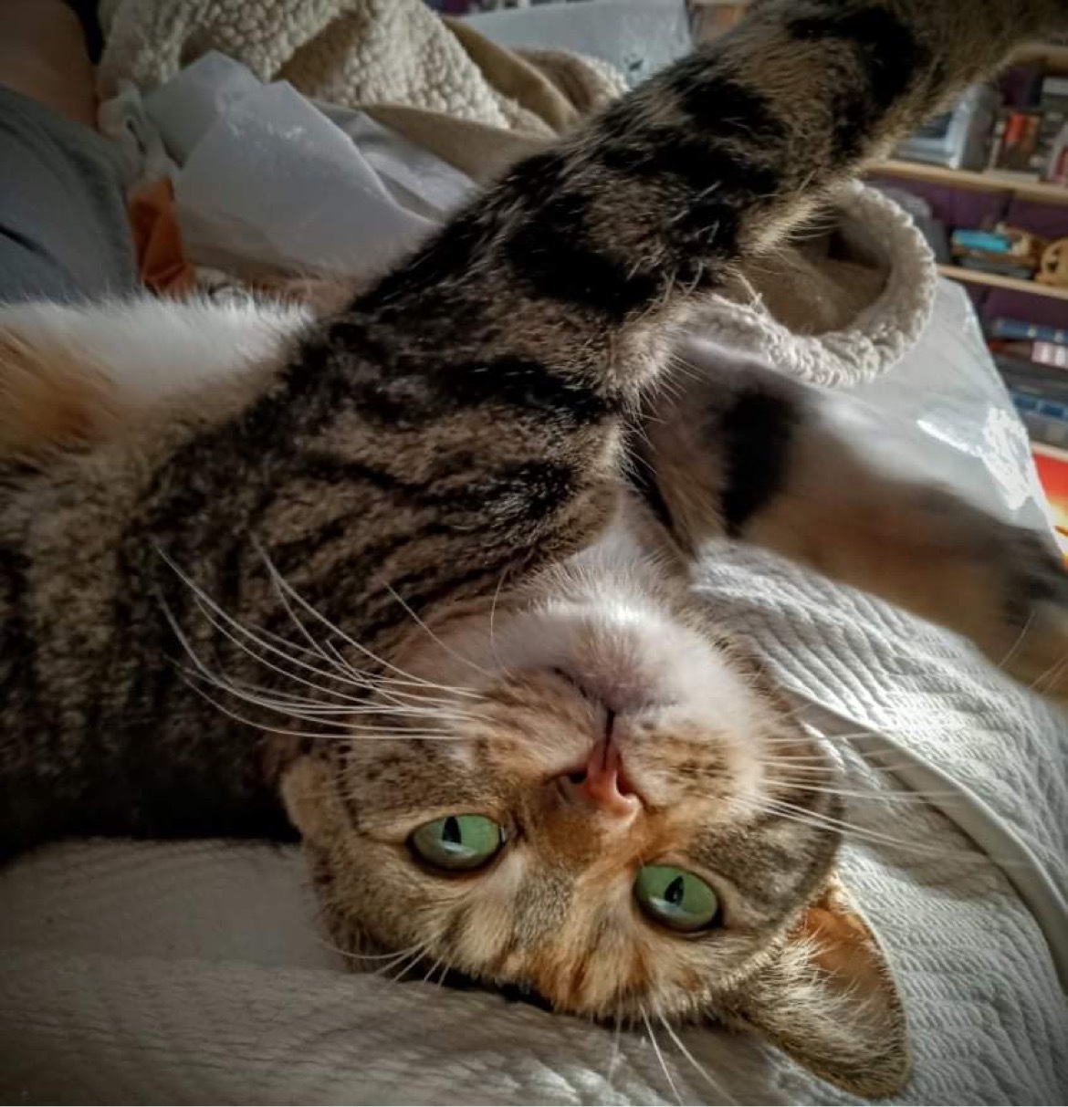 Elsa, Adoptable, Adult Female Tabby & Torbie.