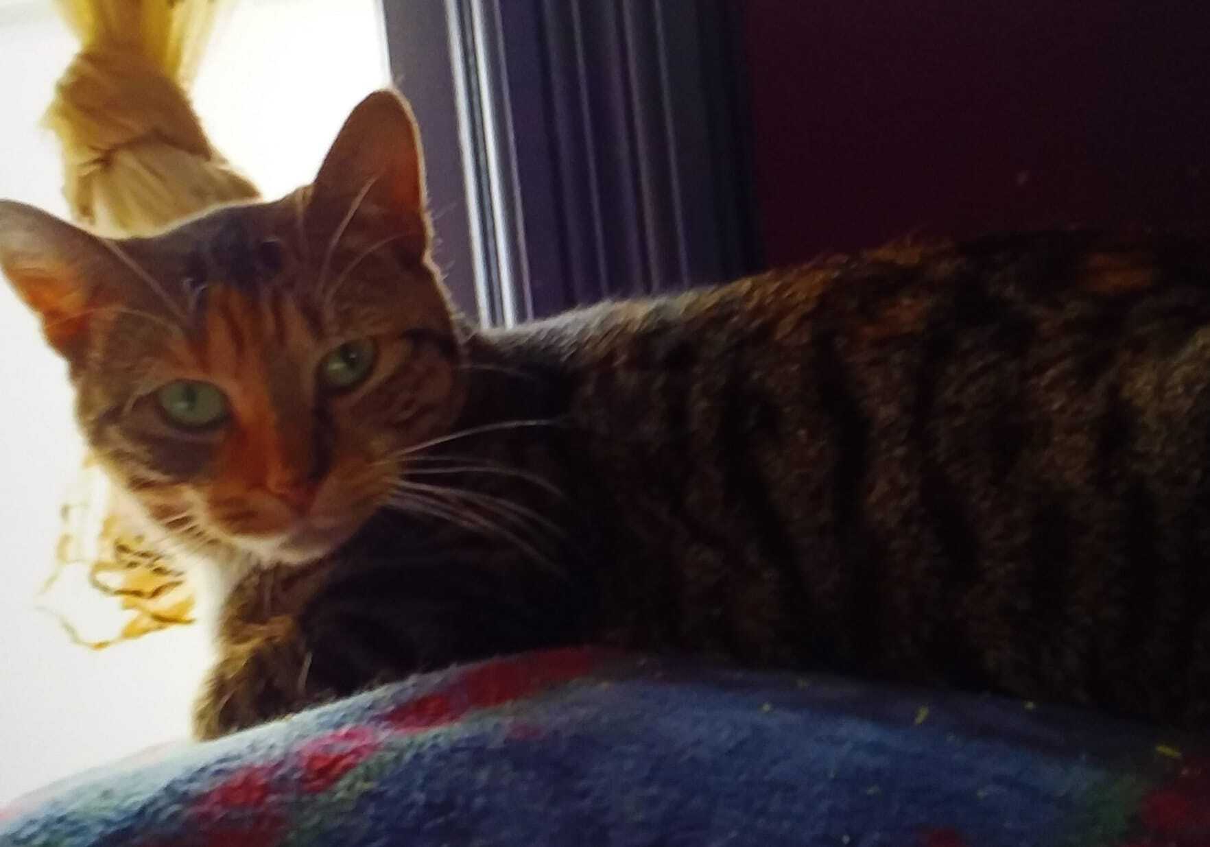 Enlarge Elsa, a Adoptable mixed breed in Owatonna, MN image 2/8