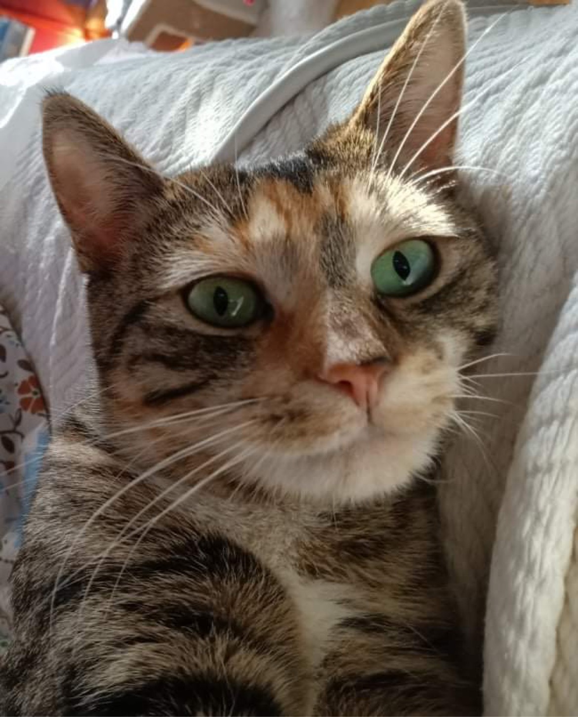 Enlarge Elsa, a Adoptable mixed breed in Owatonna, MN image 3/8