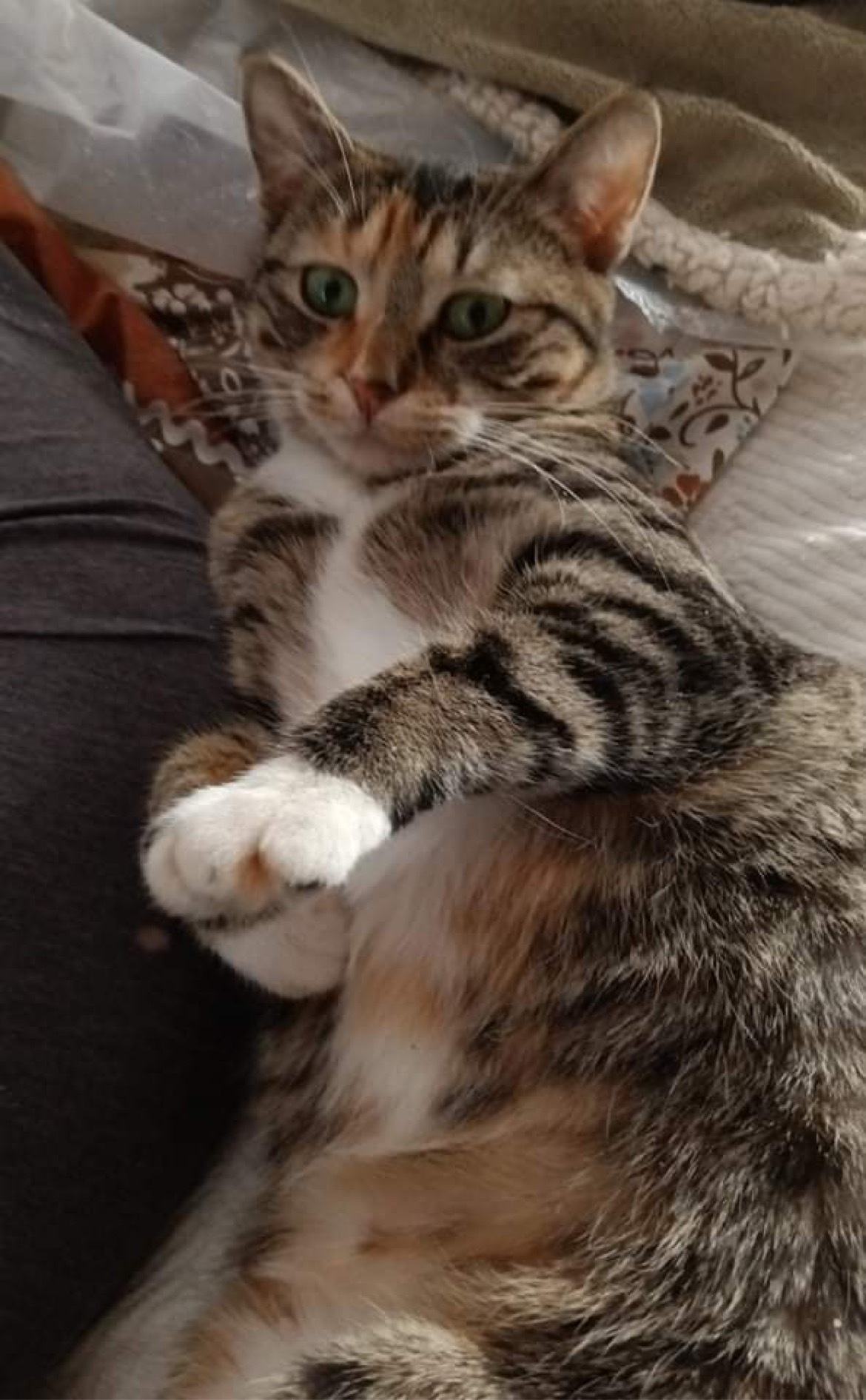 Enlarge Elsa, a Adoptable mixed breed in Owatonna, MN image 4/8