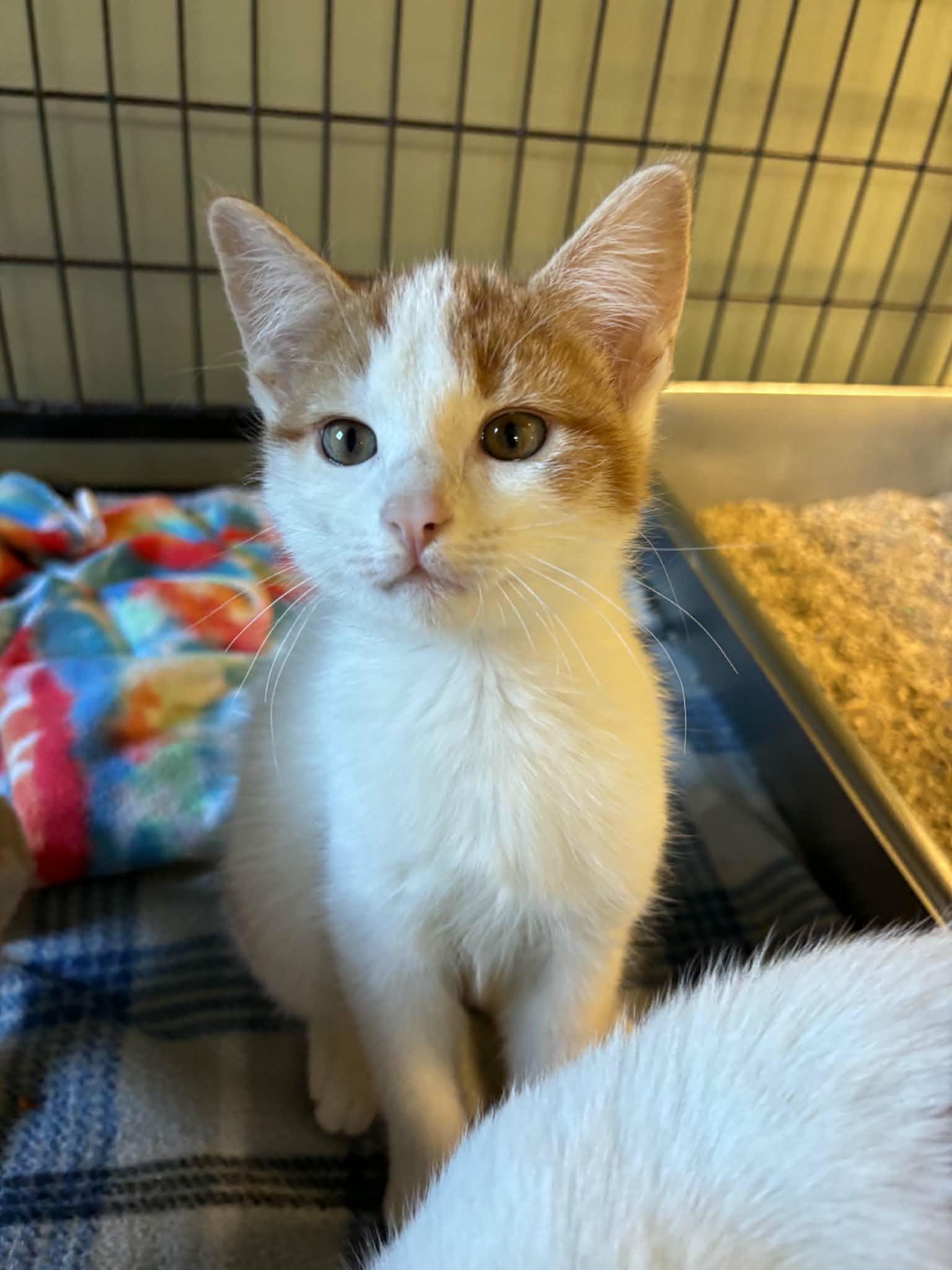 Enlarge Crouton, a Adoptable Domestic Short Hair in Lock Haven, PA image 1/3