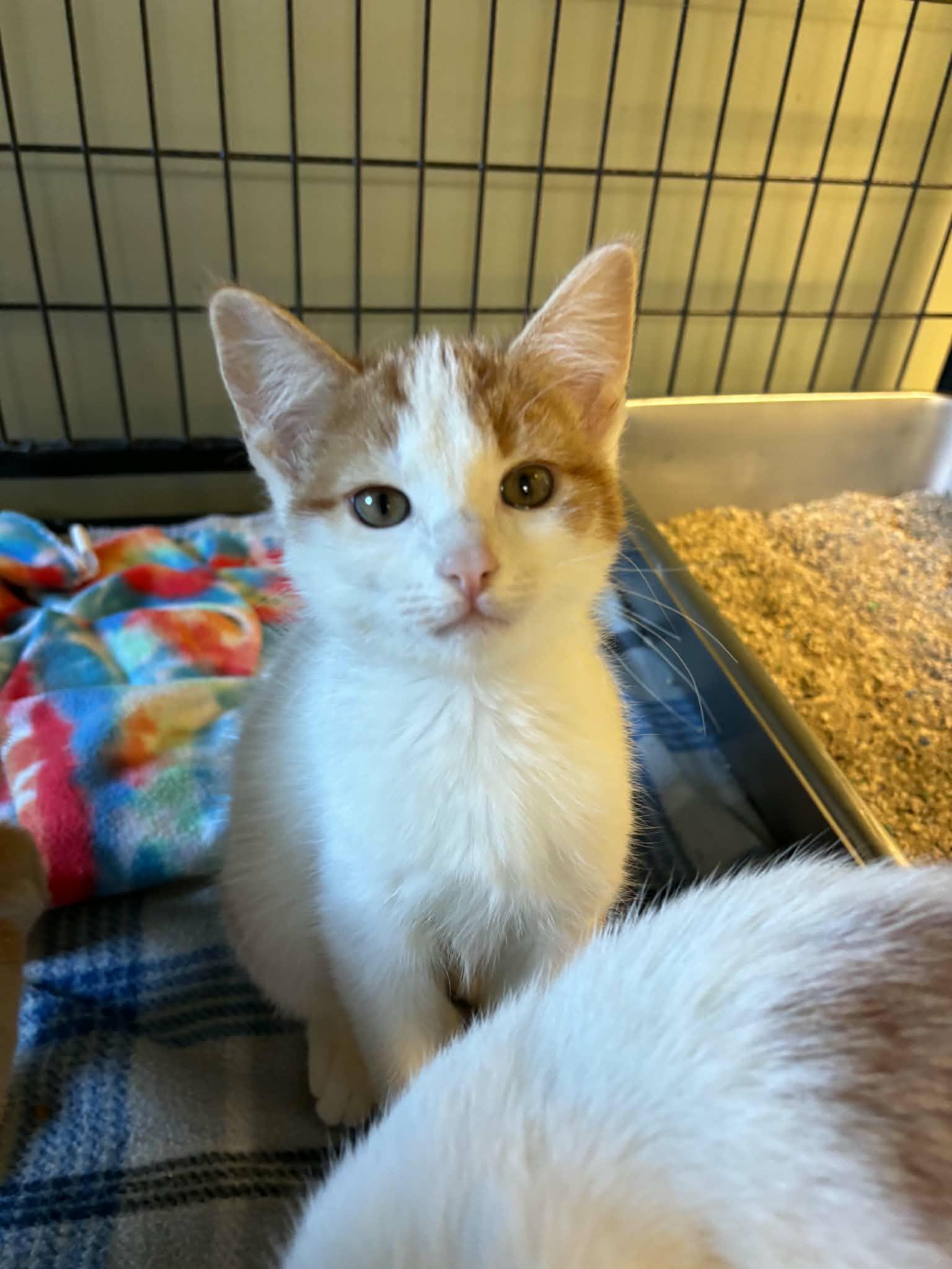 Enlarge Crouton, a Adoptable Domestic Short Hair in Lock Haven, PA image 2/3