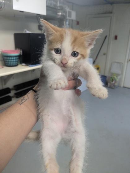 Enlarge Crouton, a Adoptable Domestic Short Hair in Lock Haven, PA image 3/3